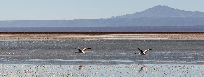 Salar de Atacama: Laguna Chaxa mit Flamingos Reserva nacional los Flamencos