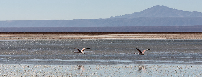 Reserva nacional los Flamencos Salar de Atacama: Laguna Chaxa mit Flamingos