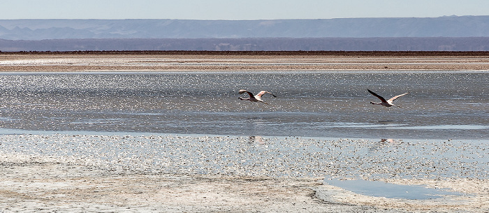 Reserva nacional los Flamencos Salar de Atacama: Laguna Chaxa mit Flamingos