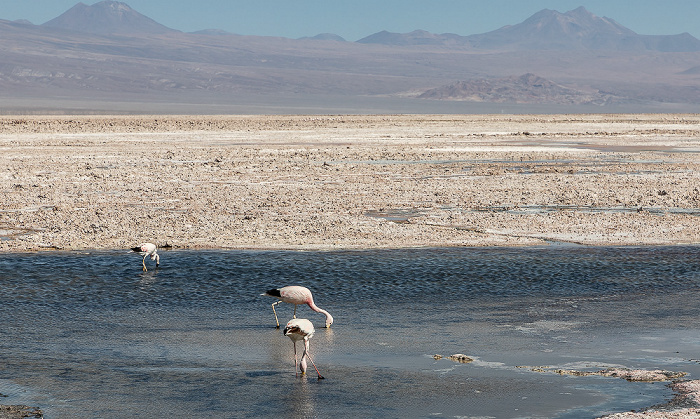 Salar de Atacama: Laguna Chaxa mit Flamingos Reserva nacional los Flamencos