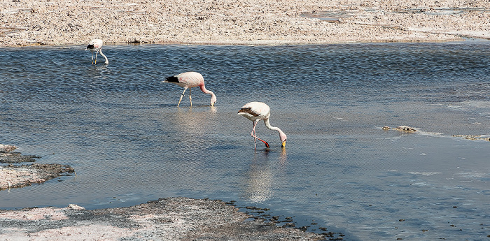 Salar de Atacama: Laguna Chaxa mit Flamingos Reserva nacional los Flamencos