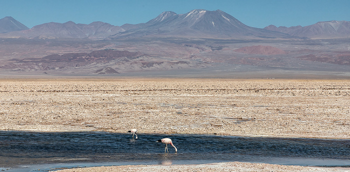 Salar de Atacama: Laguna Chaxa mit Flamingos Reserva nacional los Flamencos
