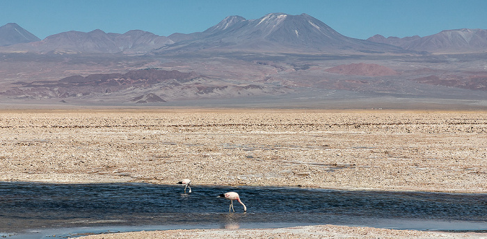 Reserva nacional los Flamencos Salar de Atacama: Laguna Chaxa mit Flamingos