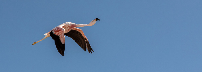 Reserva nacional los Flamencos Salar de Atacama: Andenflamingo (Gelbfußflamingo, Phoenicoparrus andinus) Laguna Chaxa