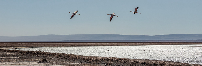 Reserva nacional los Flamencos Salar de Atacama: Laguna Chaxa mit Flamingos