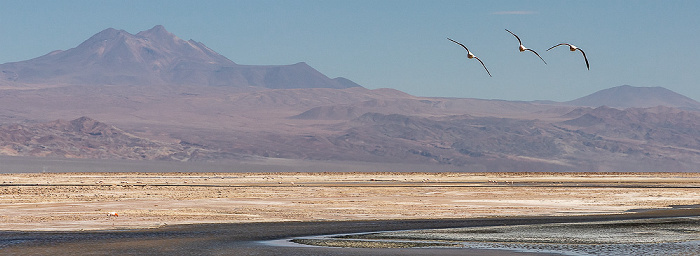 Reserva nacional los Flamencos Salar de Atacama: Laguna Chaxa mit Flamingos