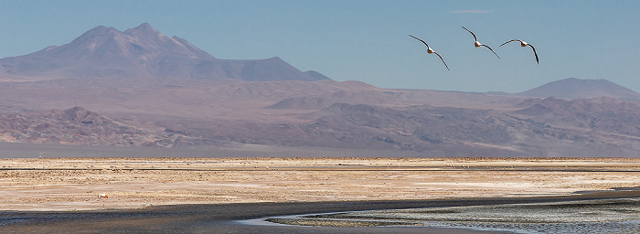 Salar de Atacama: Laguna Chaxa mit Flamingos Reserva nacional los Flamencos