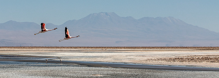 Salar de Atacama: Laguna Chaxa mit Flamingos Reserva nacional los Flamencos