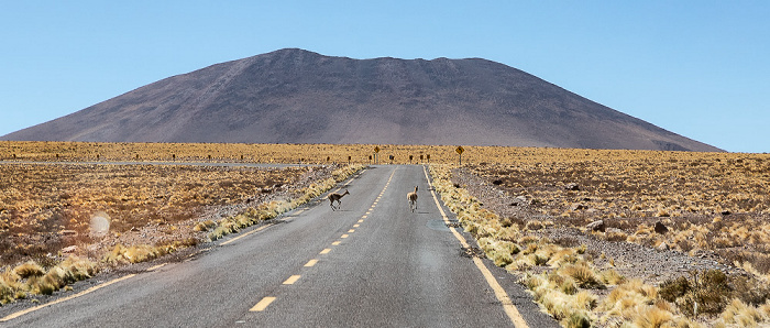 Altiplano Ruta 23-CH: Guanakos (Lama guanicoe) Cerro Cosor