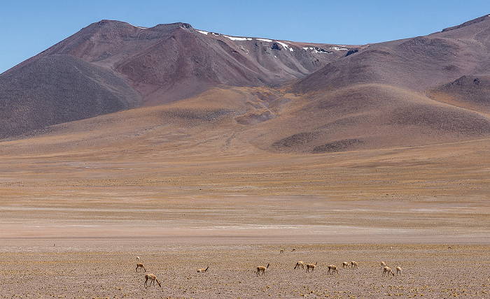 Altiplano Guanakos (Lama guanicoe) Volcán Miñiques