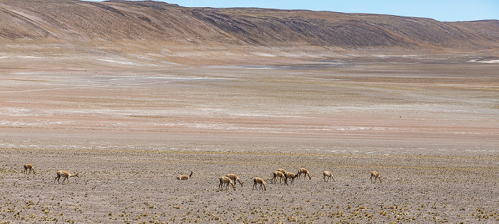 Guanakos (Lama guanicoe) Altiplano