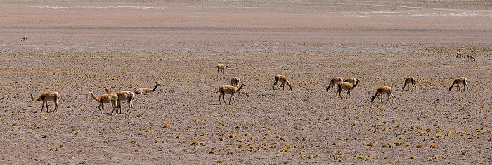 Guanakos (Lama guanicoe) Altiplano