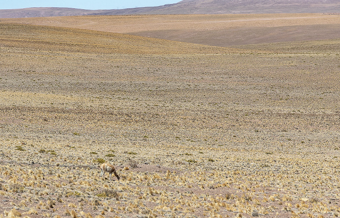 Guanako (Lama guanicoe) Altiplano