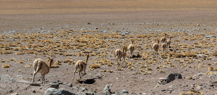 Altiplano Guanakos (Lama guanicoe)