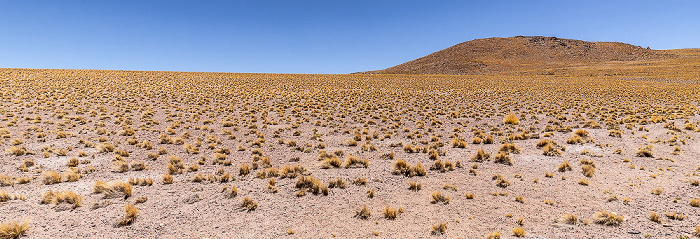 Reserva nacional los Flamencos Altiplano