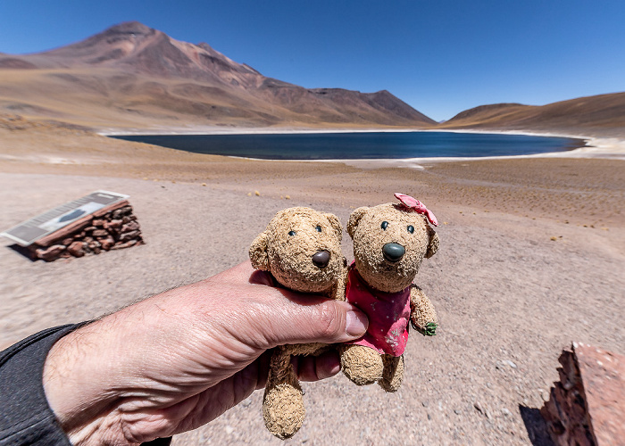 Reserva nacional los Flamencos Altiplano: Laguna Miñiques - Teddy und Teddine Volcán Miñiques