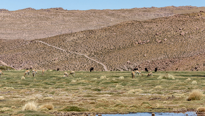 Valle de Río Grande: Vikunjas (Vicuña, Vicugna vicugna) Altiplano