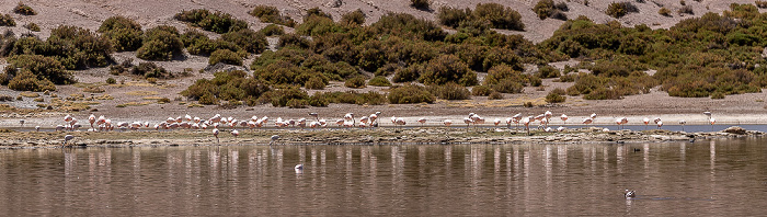 Valle de Río Grande: Andenflamingos (Gelbfußflamingo, Phoenicoparrus andinus) Altiplano