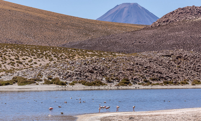 Altiplano Valle de Río Grande: Andenflamingos (Gelbfußflamingo, Phoenicoparrus andinus) Volcán Licancabur