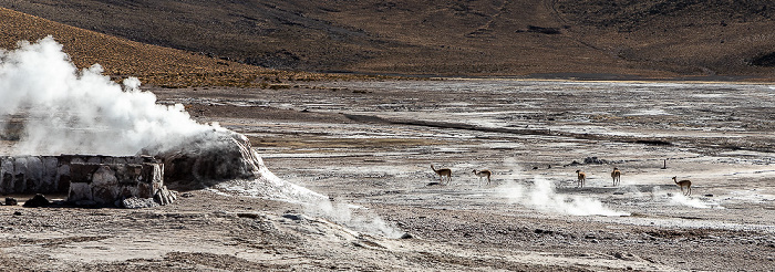 Geysir, Vikunjas (Vicuña, Vicugna vicugna) El Tatio