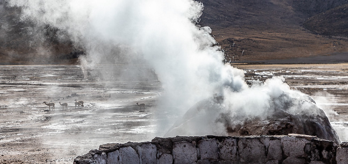 Geysir, Vikunjas (Vicuña, Vicugna vicugna) El Tatio