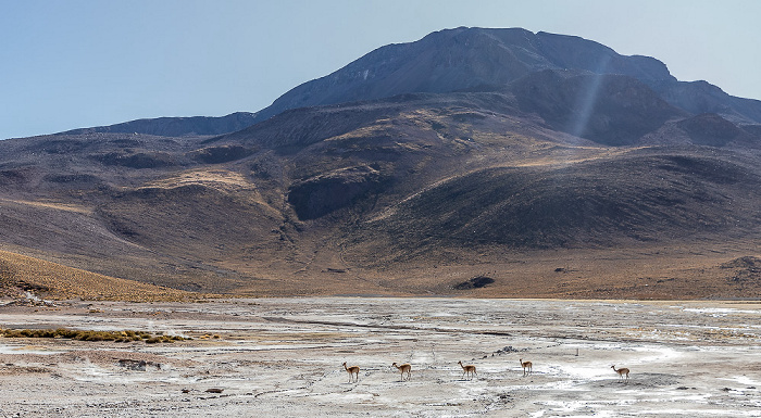 Geothermalfeld: Vikunjas (Vicuña, Vicugna vicugna) El Tatio