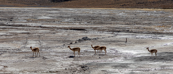 Geothermalfeld: Vikunjas (Vicuña, Vicugna vicugna) El Tatio