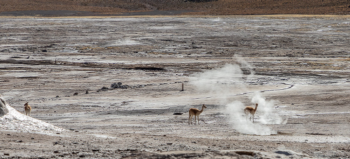 Geothermalfeld: Vikunjas (Vicuña, Vicugna vicugna) El Tatio