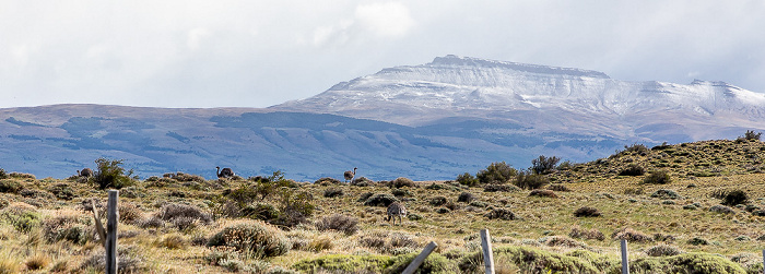 Provincia de Última Esperanza Reserva de Biósfera Torres del Paine: Nandus (Rhea) Sierra del Cazador