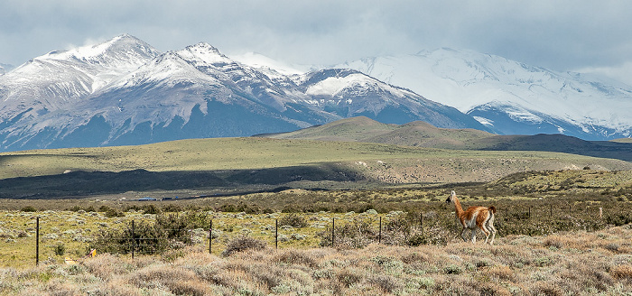 Provincia de Última Esperanza Reserva de Biósfera Torres del Paine: Guanako (Lama guanicoe)
