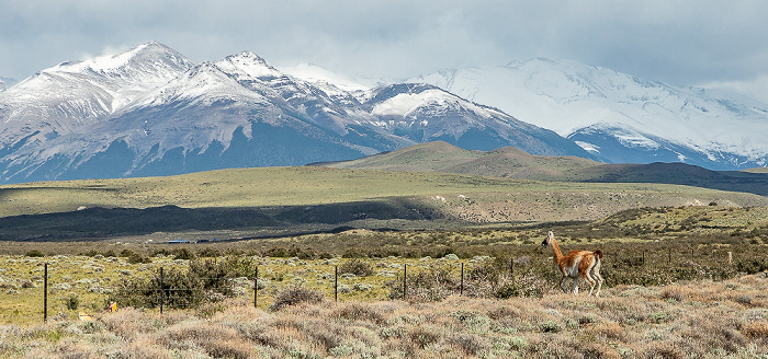 Reserva de Biósfera Torres del Paine: Guanako (Lama guanicoe) Provincia de Última Esperanza