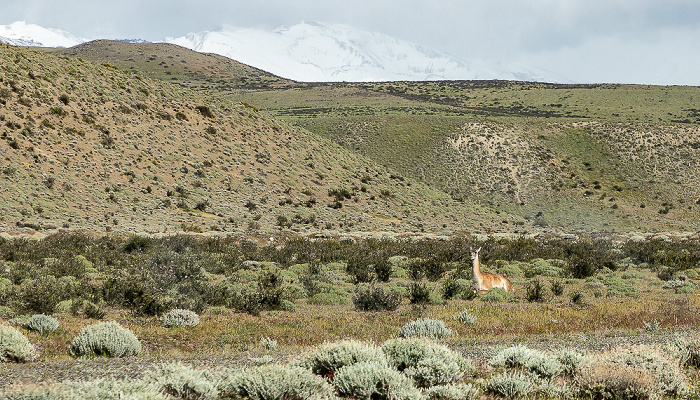 Provincia de Última Esperanza Reserva de Biósfera Torres del Paine: Guanako (Lama guanicoe)