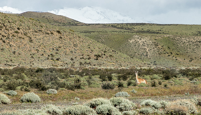 Reserva de Biósfera Torres del Paine: Guanako (Lama guanicoe) Provincia de Última Esperanza