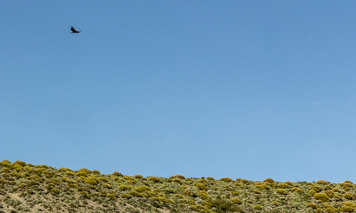 Reserva de Biósfera Torres del Paine: Andenkondor (Vultur gryphus) Provincia de Última Esperanza