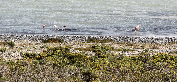 Provincia de Última Esperanza Reserva de Biósfera Torres del Paine: Laguna Amarga mit Flamingos