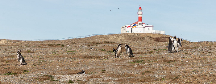 Magellan-Pinguine (Spheniscus magellanicus) Isla Magdalena