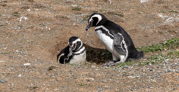 Magellan-Pinguine (Spheniscus magellanicus) Isla Magdalena