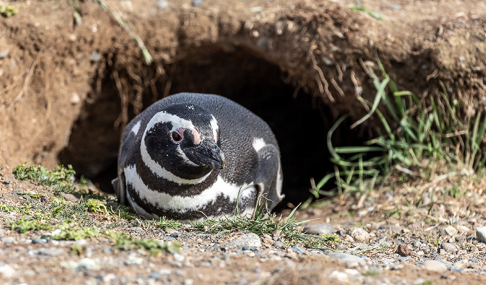 Isla Magdalena Magellan-Pinguin (Spheniscus magellanicus)