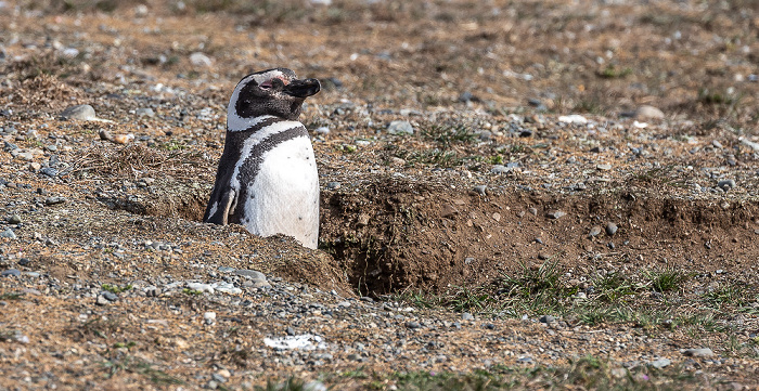 Magellan-Pinguin (Spheniscus magellanicus) Isla Magdalena