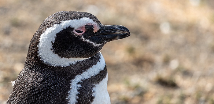 Isla Magdalena Magellan-Pinguin (Spheniscus magellanicus)