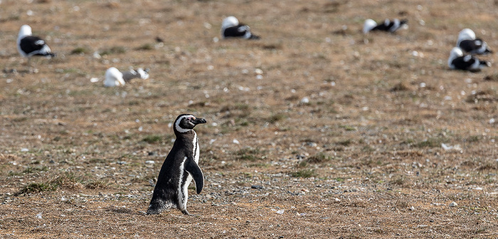 Isla Magdalena Magellan-Pinguin (Spheniscus magellanicus)