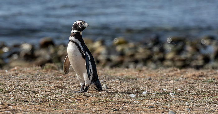 Isla Magdalena Magellan-Pinguin (Spheniscus magellanicus)