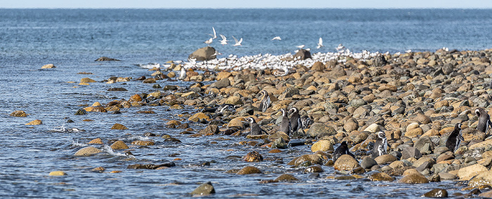 Magellan-Pinguine (Spheniscus magellanicus) Isla Magdalena