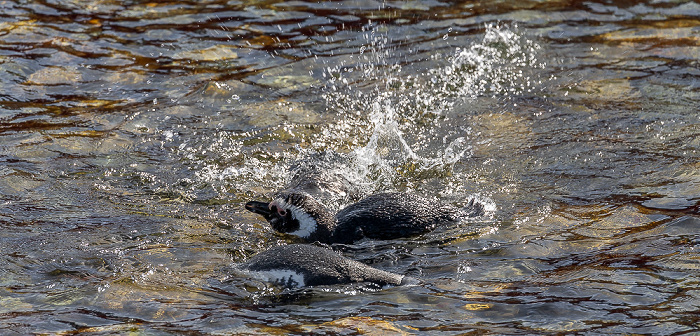 Magellan-Pinguine (Spheniscus magellanicus) Isla Magdalena