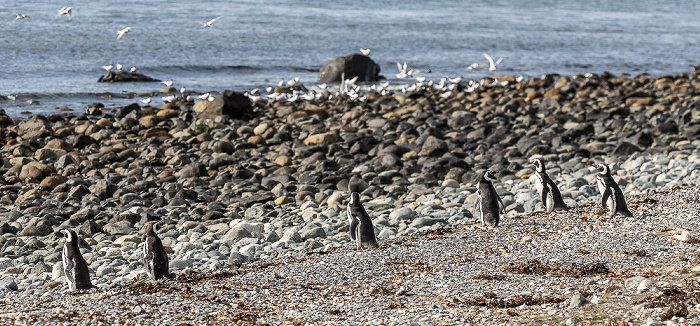 Magellan-Pinguine (Spheniscus magellanicus) Isla Magdalena