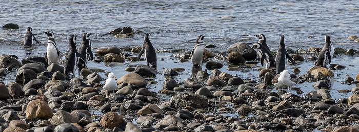 Magellan-Pinguine (Spheniscus magellanicus) Isla Magdalena