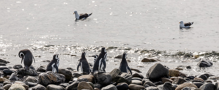 Isla Magdalena Magellan-Pinguine (Spheniscus magellanicus)