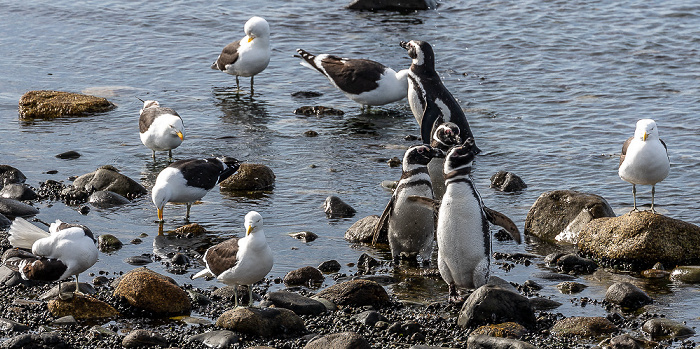 Magellan-Pinguine (Spheniscus magellanicus), Dominikanermöwen (Larus dominicanus) Isla Magdalena