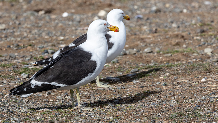 Isla Magdalena Dominikanermöwen (Larus dominicanus)