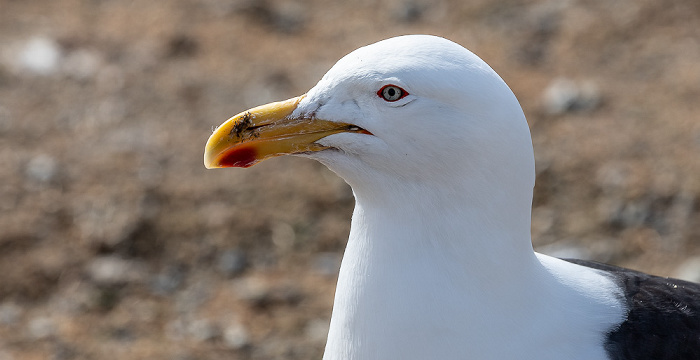 Isla Magdalena Dominikanermöwe (Larus dominicanus)